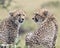 Closeup backview of two cheetah resting on top of a grass covered mound with heads turned toward each other