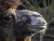 Closeup of a Bactrian camel