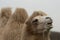 Closeup of the Bactrian camel known as Mongolian camel, domestic Bactrian camel. Camelus bactrianus.