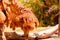 Closeup of bactrian camel in zoo