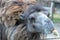 Closeup of a Bactrian camel in a zoo during daylight