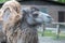 Closeup of a Bactrian camel in a zoo during daylight