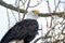 A closeup of a Bald eagle perching on the branch.