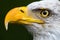 Closeup Bald Eagle Profile