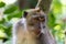 Closeup, Balinese  Long Tailed Monkey, looking slightly aside. Green forest background.