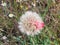 Closeup of a ball-shaped goats beard flower, poppy flower and camomiles in a green field