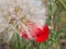 Closeup of a ball-shaped goats beard flower and a poppy flower and seedhead in a green field