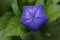 Closeup of a Balloon Flower Bud About to Blossom I