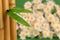 Closeup of a bamboo leaf and a bunch of daisies in the background