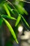 Closeup of bamboo leaves and some drop of morning dew