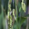 Closeup on bamboo seeds for garden lovers and botanists