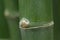 Closeup of bamboo stalk.