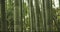 Closeup, bamboo trees and sunshine with green in nature, Japanese jungle or garden with leaves. Environment, landscape