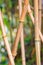 Closeup of bamboo under the sunlight with a blurry background