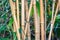 Closeup of bamboo under the sunlight with a blurry background