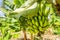 Closeup of banana bunch on the plantation