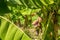 Closeup of banana bunch on the plantation