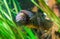 Closeup of a banded cichlid, tropical fish from the orinoco river of south America, popular aquarium pet