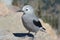 Closeup Of A Banded Clark\'s Nutcracker