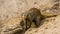 Closeup of a banded mongoose digging in the sand, tropical animal specie from Africa, popular and adorable pets