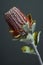 Closeup of Banksia flower also know as Australian honeysuckle on dark background