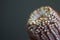 Closeup of Banksia flower also know as Australian honeysuckle on dark background