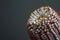 Closeup of Banksia flower also know as Australian honeysuckle on dark background