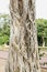 Closeup of banyan tree trunk roots with carvings Natural Arched and Curved Banyan Tree Trunk and Roots in Tones