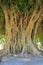 Closeup of banyan tree trunk roots with carvings. Roots of a tree and trunk. interesting tree trunk in tropical forest
