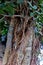 Closeup of a Banyan Trees