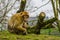 Closeup of a barbary macaque, Ape from Africa, Endangered animal specie