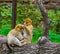 Closeup of a barbary macaque couple grooming each other, typical social monkey behavior, Endangered animal specie from Africa