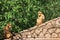 Closeup of barbary macaque monkey in Gibraltar