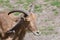 Closeup of a Barbary sheep or aoudad in a zoo during daylight