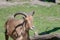 Closeup of a Barbary sheep or aoudad in a zoo during daylight