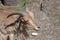 Closeup of a Barbary sheep or aoudad in a zoo during daylight