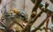 Closeup of a barbary striped grass mouse, tropical rodent from Africa, popular pet