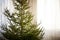 Closeup of a bare christmas spruce tree at home without decorations