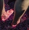 Closeup of bare feet and hairy male legs in barrel of crushed grapes with grape juice all over as two people stomp grapes in a bar