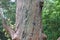 Closeup of the bark on a Cryptomeria japonica sinesis tree