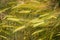 Closeup of a barley field, riping ears