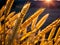 Closeup Barley Rice Field Sunset Time