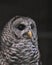 Closeup Barred owl