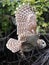 Closeup of a Barred Owl in Flight Through the Mangroves of Everglades National Park