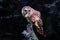 Closeup of a Barred Owl perched on a tree  stump, eating its prey