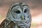 Closeup of a Barred Owl Raptor