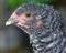 Closeup of Barred Rock Chick