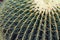 Closeup of a Barrel Cactus