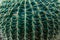 Closeup of a barrel cactus ridges and serrated spines, creative nature background