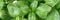 Closeup basil, panoramic image. Green fresh basil leaf plant